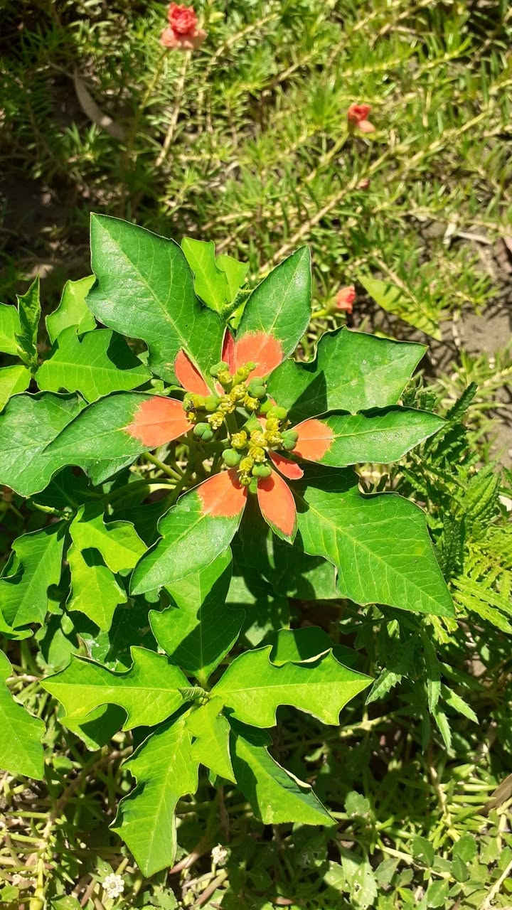 السلام عليكم 
تتوفر بذور نبات بنت القنصل العراقي 
نبات حولي صيفي ينتج ازهار جميلة و تتلون أوراقه باللون البرتقالي 
سعر المغلف الفين دينار 
بابل إسكندرية 
يتوفر توصيل لكل المحافظات ان شاء الله


**إذا كنت صاحب هذا الإعلان وتريد حذفه لأي سبب، رجاءا أرسل رسالة إلى الدعم الفني**