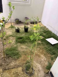 ابي الخصيب كوت الحمداني • ٢٠٠م • طابو زراعي