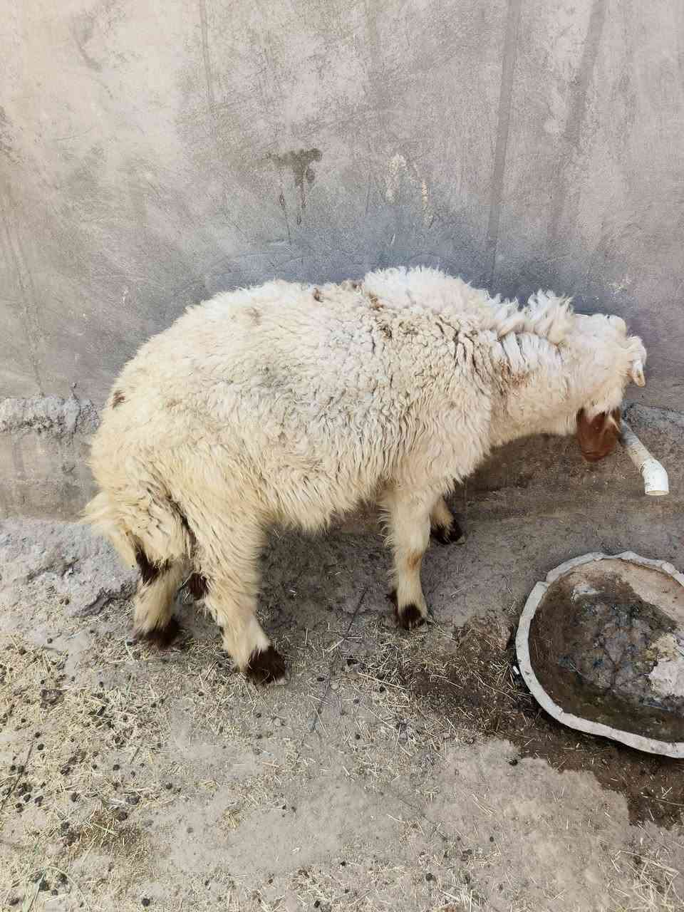 سلام عليكم طليان البيع خمس فحله 5 وخمس 5 نثايه المكان واسط صيطرت الج  ***********
