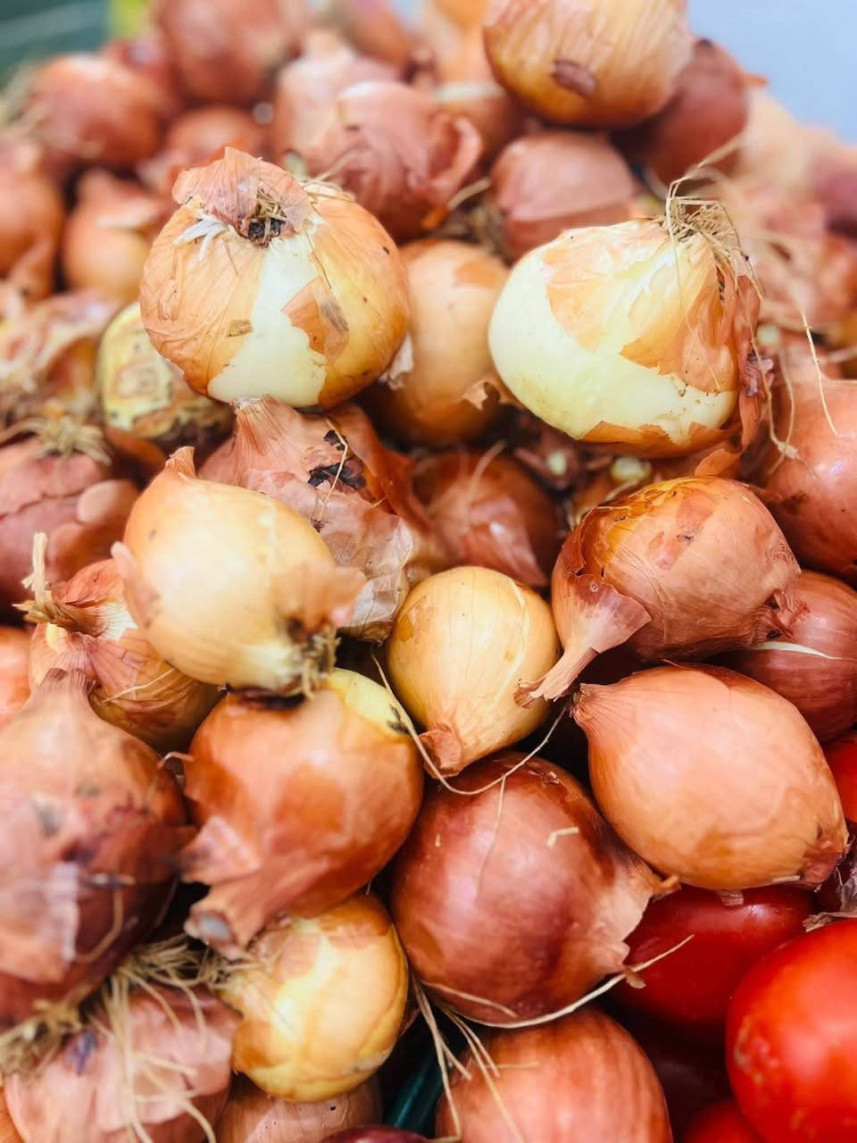 الهم صل وسلم على نبينا محمد وآله ⚘👇

مسواك يوم الجمعة 2/13

#للحجز رقم الواتساب ***********

باقلاء خضره 1500

اسود عراقي 1250

بطاطا 750

طماطه البصره 750

شلغم 750

خس 1000

خس 1250

بصل بارد 750

بصل اخضر 750

فطر 2000

باميا مجمده 2000

خيار ماي 750

#سبيناغ 1000

ذره عرنوص 1000

لارنج عراقي 1500

ليمون اصفر 3000

شونذر 750

قرنابيط 750

لهانه حمره 750

لهانه خضره 750

شجر1000

بصل حار عفج 1000

فلفل بارد 1250

فلفل حار 2000

جزر 1000

ثوم 1000

تمر خستاوي 1250

تمر كاسه 2500

تمر حلان 1000

تمر مفلس بالسمسم 1500

خضره بانواعها 

باقلاء خضره مقشره

سلك دولمه 

#الفواكة 🍇🍐🍉🍎🍏🍊🍑🍌

منكا 🥭 🥭 

برتقال عراقي 2000

فراولة 1000🍓

عنب 2000

كيوي 2000

موز 1250

تفاح اصفر 1500

تفاح احمر 1250

لالنكي 1000🍊

لالنكي عسلي 1500

تفاح أخضر 🍏 3000

رمان سوري 2500

برتقال سوري 1000

برتقال مصري 1500

رمان مصري 1500

#ملاحظه
يوجد لدينا جميع أنواع

 الصمون توست صمون حجري

 وصمون كهربائي 🍞🥖

خبز شعير باب الاغا 🫓

خبز شوفان باب الاغا 🫓

#توجد لدينا دجاج البوادي بأنواعها السعر حسب الوزن 

#توجد منتجات البوادي بكل أنواعها 

#شاي 
شاي دغاره ربع 1500

شاي أخضر 

عدس كيلو 1500

فاصوليا الكيلو 2500

حب وزن 

وتوجد كل ما تحتاجه العائله

#كرزات وزن

🥚🥚 
بيض خشن صحاري احمر  6000🥚

تمن هندي 

تمن ياسمين درجه اولى  الكيلو 2000 وجيس عشر  كيلوات 20 الالف 

#يتوفر لدينا جميع أنواع الحليب 🥛

توجد لدينا جميع أنواع القهوه ☕

#يتوفر لدينا منتجات الألبان بأنواعها 🥛

توجد منتجات الاجبان بأنواعها🧀

يوجد لدينا جميع أنواع البهارات 

معجون الطماطه

زيت زيتون 

زيت الدار 900 غرام 2000

توجد لدينا العصاير🍷

 والمشروبات الغازية بأنواعه🥤

#العنوان الديوانيه حي العسكري الصدر الثاني فلكة العلماء قرب فرن بركات الزهراء 🤍

#يوجد لدينا خدمة توصيل بأسرع وقت اطلب الان من هايبر آدم 🚕
