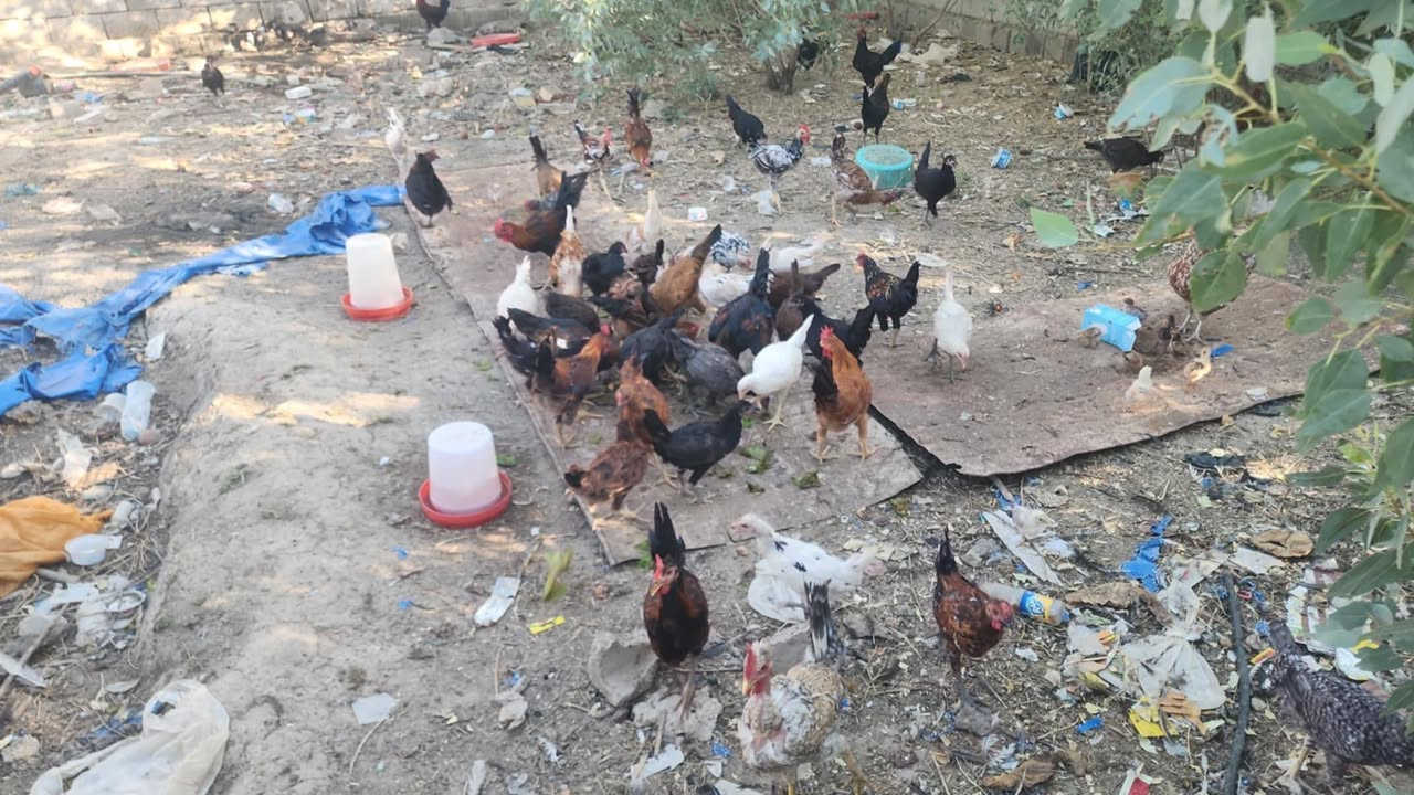ديوكه عرب للبيع الزوج ب١٥ قفل العمر ٥ و٤ اشهر *********** عددهن فوق العشرين تقريبا ابيع كميات اقل شي من ١٠ وفوك
