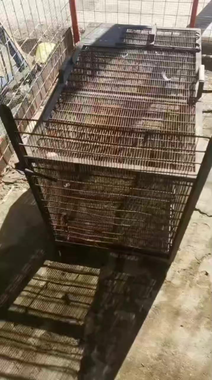 متاح قفص مال صيد الذئب وقط بري واوي الاتصال على الرقم ***********
