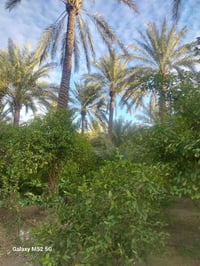 توجد مزرعة للبيع مساحه دونم يحتوي على بيت البيت يتكون من 2 غرف نوم  وا...