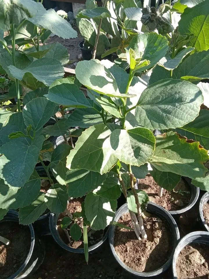 اشجار مقاومه لدرجات الحرارة العاليه 
الخطمل الساحلي ب٥
شجرة البمبر ب٥
شجرة الدفله ب٣
التوصيل داخل بغداد فقط 
للطلب*********** واتساب
