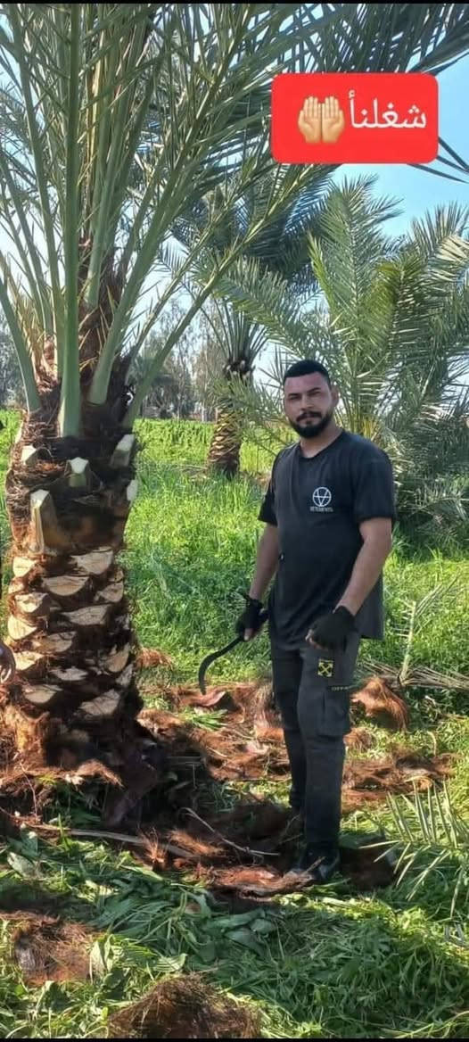 سلام عليكم ورحمة الله وبركاته
نعمل في قص النخيل ونبك ولقلنطوز /وحش الحدائق وتنظيف الحدائق🌴  🌳 عمل جيد وتكريب وكص التمر وتركيس وتلقيح النخل وشلع وزرع النخل وتظيف ونقل النخلة أو الشجرة بعد قصها إلى مكان بعيد عن المنزل... وكذلك تنظيف النخل وتقليم الكابرس.... الإتصال على هذا الرقم(*********** /***********) في خدمتكم أن شاء الله تعالى ومن الله التوفيق🤲🌴
