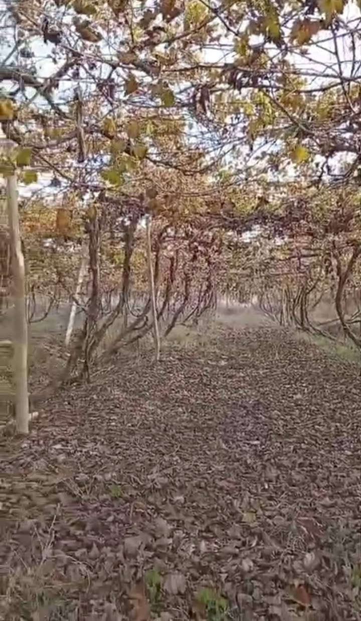 على بركة الله ♥

شهر 1 سوف يتوفر اشجار عنب امايات كلها حمالة وجاهزة للزراعة 

#الاصناف 
حلواني 
كمالي
كشمش بدون فرصم

الكمية كبيرة ان شاء الله واسعار مناسبة 

للحجز المسبق الاتصال على الرقم 

*********** مشتل ابوبكر 

عنوان الفرع الاول القائم حصيبة شارع الحشاشات 

عنوان الفرع الثاني شارع البالات قرب مجمع روز الطبي شارع ابو رندة القديم
