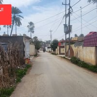 واسط صويره • ١١٥٠م • نخيل ١١