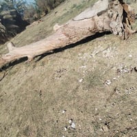 شجره جبيره كلش ب75 اليريدهه يتصل 07500626869