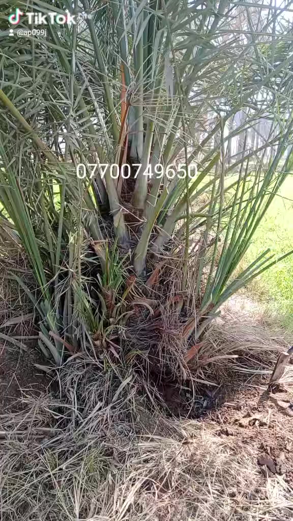 الذي يرغب شراء مكتوم التواصل على الرقم على الفيديوا
