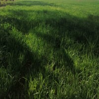 خمسه طوير • ١٠ دونم • دار حديث