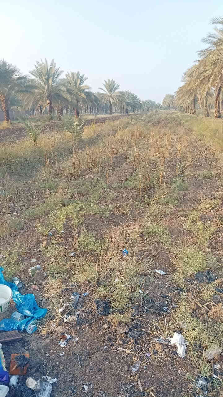 سلام عليكم ارض طابو زراعي سند 25 إقرار محكمه للبيع المساحه 3 دونم وربع مع دارين  العنوان الحله ابوغرق خلف المجمع السكني تبعد عن شارع كربلاء حله 2كيلو  خدمات كامله مي سقي واسأله وكرهباء  السعر 275 مليون مع مجال الاستفسار ***********
