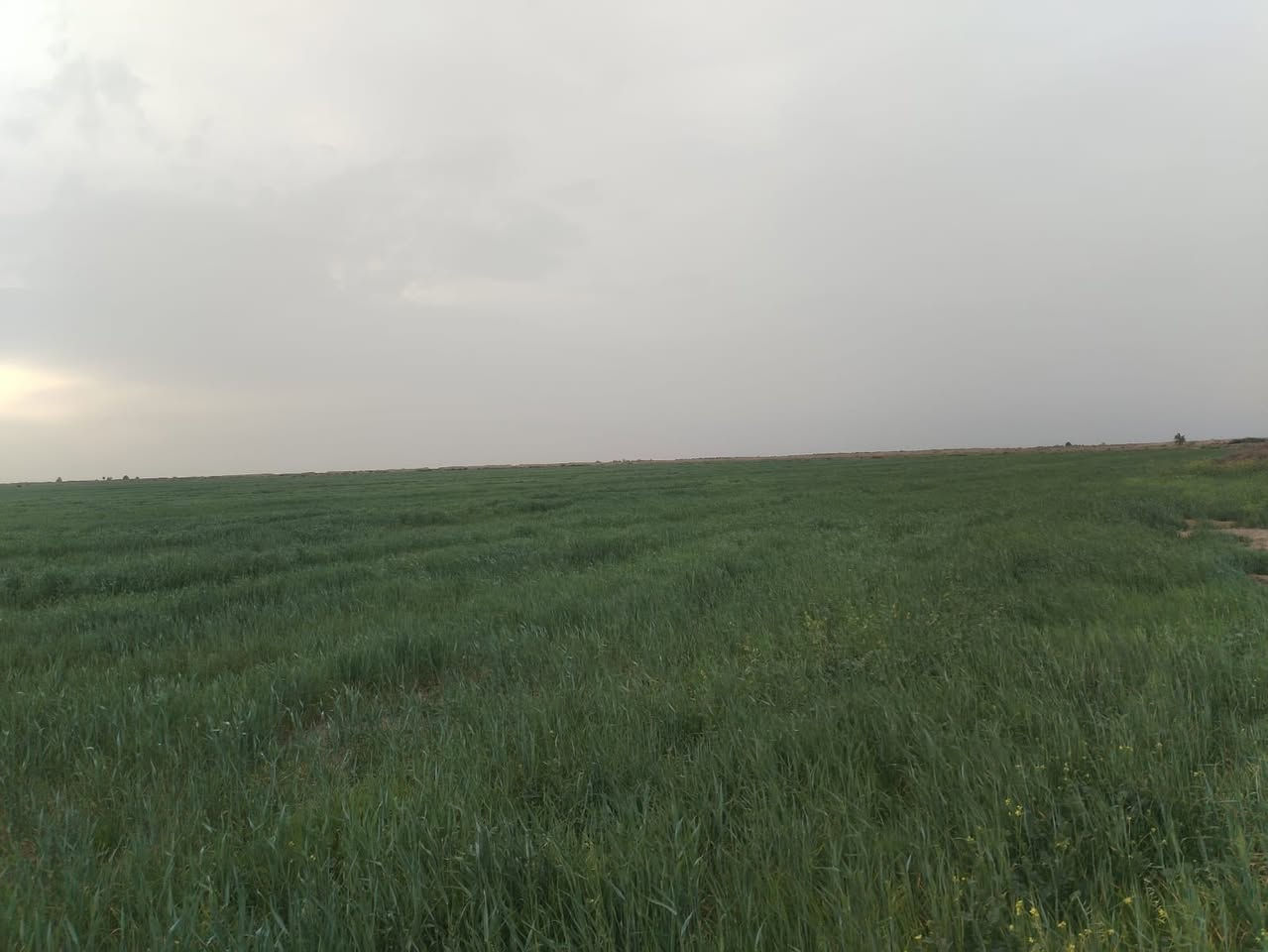 ارض مساحه 50 دونم مستصلحه وصدر ماء وهيه اللن مزروعه للموسم الشتوي تقع في دلمج محافظه واسط 
للاستفسار الاتصال ع صاحب الارض ***********
