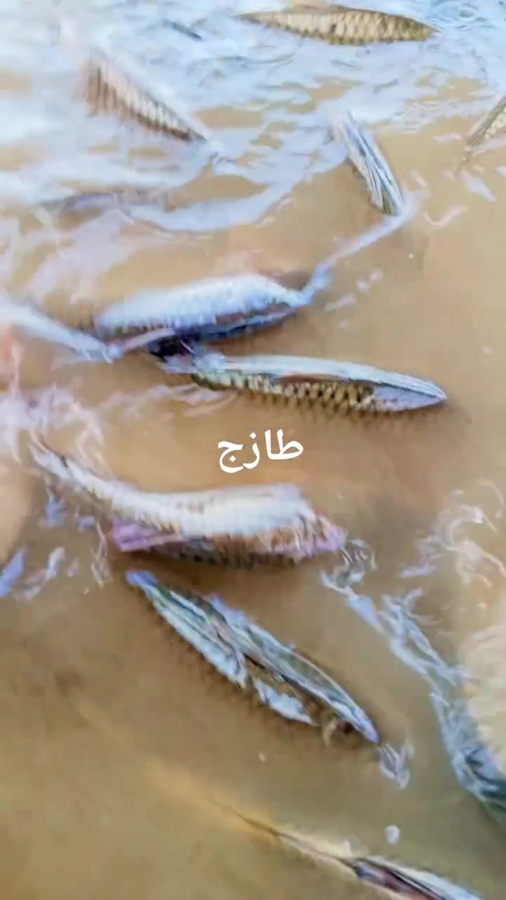 يا الله سلام عليكم الى اعزانا الكرام مدينه بسماية الكرام العروض متخلص يمنه 
عرض خاص دجاج كل 4 دجاجات 25 مع توصيل 
سمك حي سعر كيلو 5500
حجز وتساب او مراسله صفحه ***********
