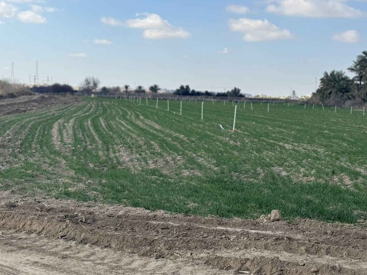 يوجد خمس دوانم طابو زراعي للبيع في العلم الحاوي متوفر جميع الخدمات للاستفسار
***********
