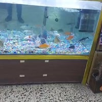 حوض سمك • كبير