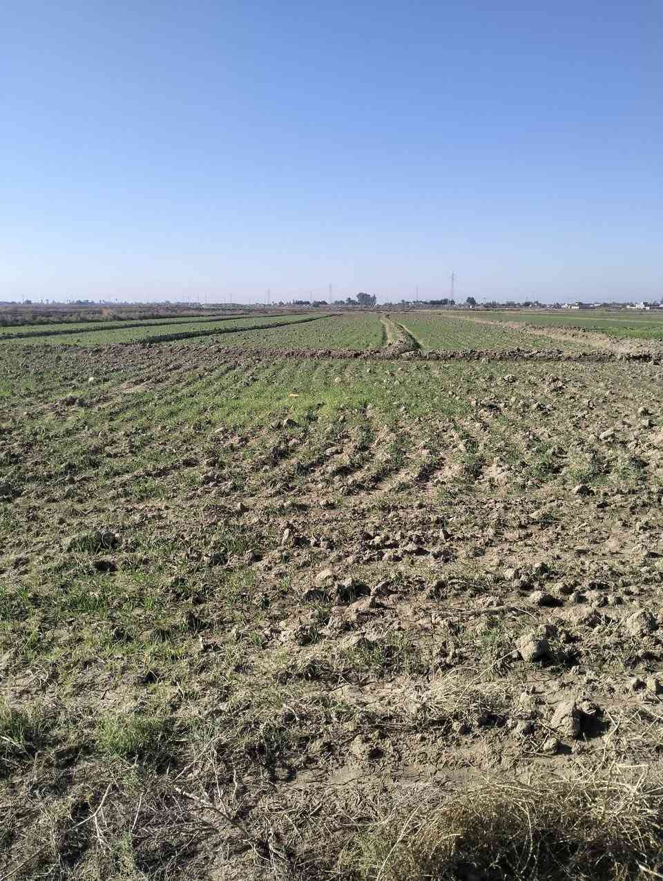 السلام عليكم، أرض زراعيه واسط قضاء الحي، جرف الشط قريب محطه ريف البشائر ست دوانم مع بيت يتكون، من غرفتين ومطبخ، وحمام وهول، جهاز مامسكون بناء جديد سكف سندويج،بيت سيراميك، ماء أسأله متوفر وكهرباء شارع سبيس، يبعد عن الشارع العام 700متر، غير متواجد على الفيس رقم اتصال فقط، ***********
