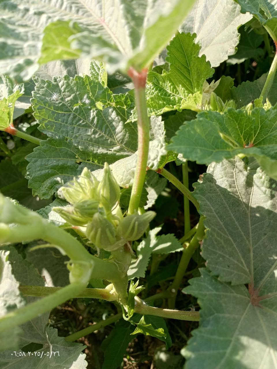 يوجد بذور بابنيه درجه وله لكل محافظات العراق ***********
