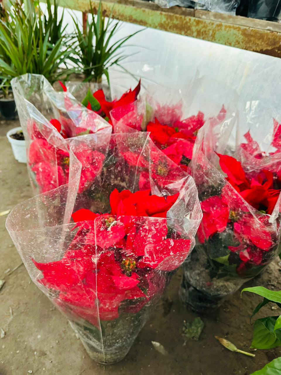 ﷼ اللهم  صلي على محمد وآل محمد
🪴 
عروضنه اليوم داخل مشتل النورين 🎋🪴🎍
🌴🍂
توفر كافة أنواع الحمضيات 🌿🍋🍊🍇
🍇🪴
وكذالك أنواع الورود الداخليه والخارجيه
🎋💐
ورد الجهنمي المتسلق  والشجري بئلوان مختلفه 🌹🌸💐
🌴🌿☘️🍂
 عنوانه #شارع_الغطاس_خلف_المجمع_السوري 🤍

 
 يتوفر توصيل داخل صويرة فقط 🚖🚘
 لطلب والاستفسار 
 ***********📞
***********📞
