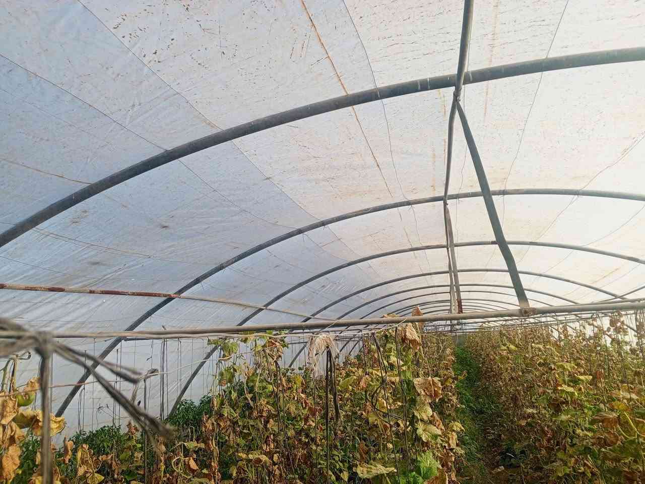 للبيع بيوت زجاجية عدد 2 بيوت مخصصة لزراعة الخيار والخضروات 🌱
✔️ الطول الرسمي 56  
✔️ العرض 9  
✔️ نايلون  أصلي 200 مايكرو  
✔️  
✔️ الحديد درجة النظافة ممتاز جداً  
✔️ النوعية الأصلية الأولى – الأردني الأول  
✔️ كاملات مع جميع مستلزماتها والحديد كامل
عنوان بابل جبله 

للناس اللي تعرف بالشغل الزراعي… هاي فرصة حقيقية للي يريد يبدأ أو يوسع مشروعه بأفضل المواصفات وبحالة ممتازة جداً 👌

الشغل مرتب وجاهز مباشرة، والنوعية تتكلم عن نفسها.

📞 للاستفسار والتفاصيل التواصل خاص أ
@إشارة ***********
