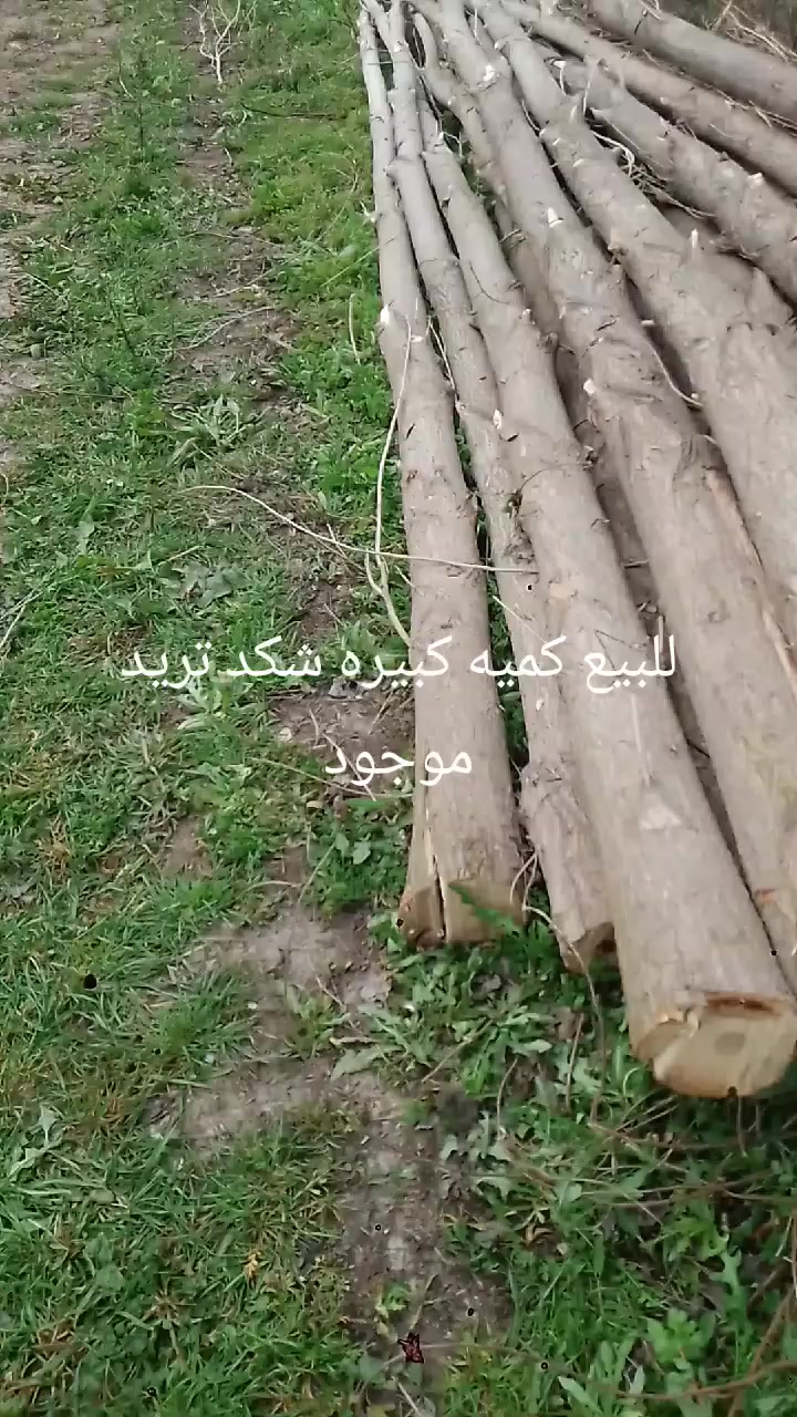 ***********,ديالي
