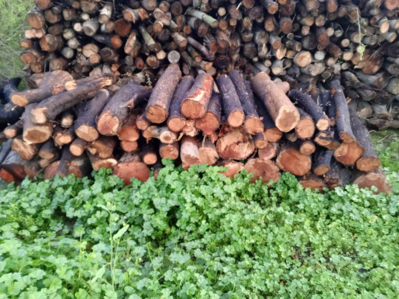 حطب للبيع
شراي يجي خاص


**إذا كنت صاحب هذا الإعلان وتريد حذفه لأي سبب، رجاءا أرسل رسالة إلى الدعم الفني**