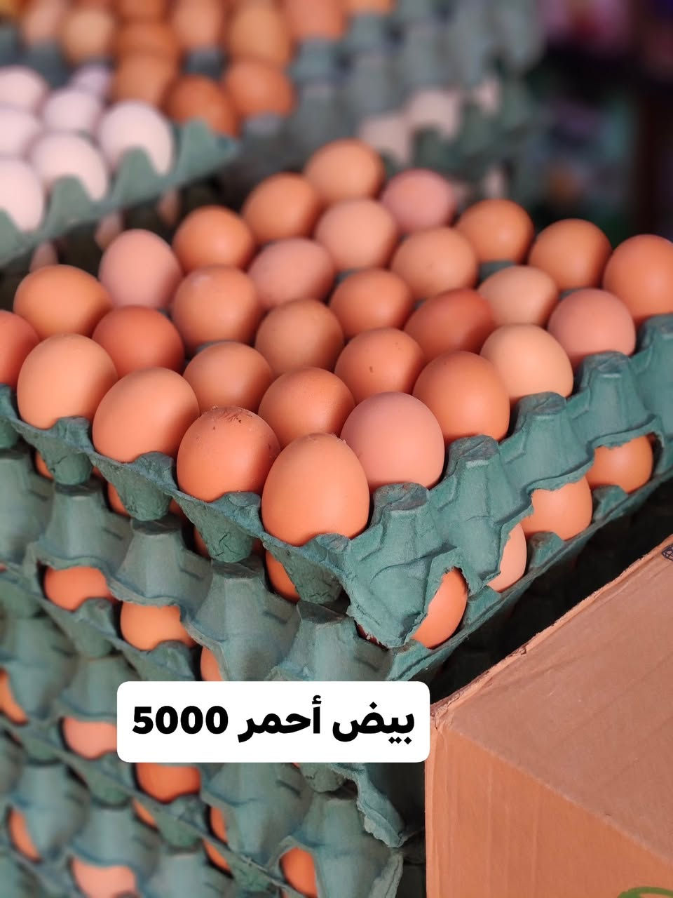 عرض بتاريخ 27/6
يم ماركت المصطفى الفرع الأول
تابعوا البيج الجديد هذا لتصلك العروض اول باول
البيج القديم انحذف بسبب البلاغات
ارفعو المنشور بالتعليقات والمشاركات لطفا
وشارك البيج يمك حتى غيرك يستفاد😍😍😍


**إذا كنت صاحب هذا الإعلان وتريد حذفه لأي سبب، رجاءا أرسل رسالة إلى الدعم الفني**