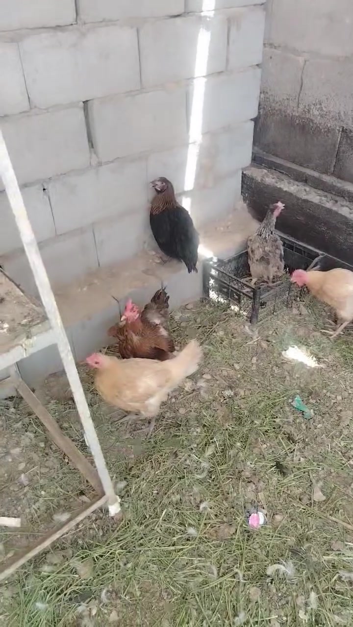 متاح 6 دجاجات عرب بس اشوي امهلسه نصاحه خير من الله السعر شلع 80 الف وبيه مجال للطيبين مكاني هيت


**إذا كنت صاحب هذا الإعلان وتريد حذفه لأي سبب، رجاءا أرسل رسالة إلى الدعم الفني**