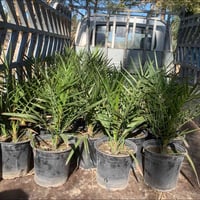 النجف المشخاب • ما بعد البيع • تجهيز المزارعين