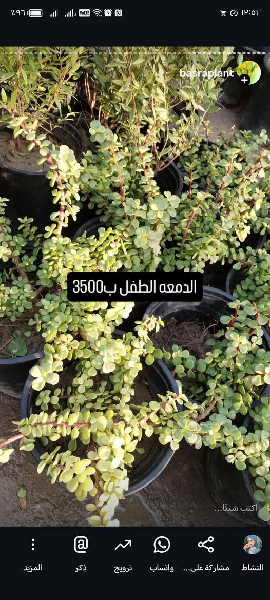 يالله يارزاق المشتل الصغير مستعدون لترتيب وتنظيم الحدائق للحجز والاستفسار ***********
