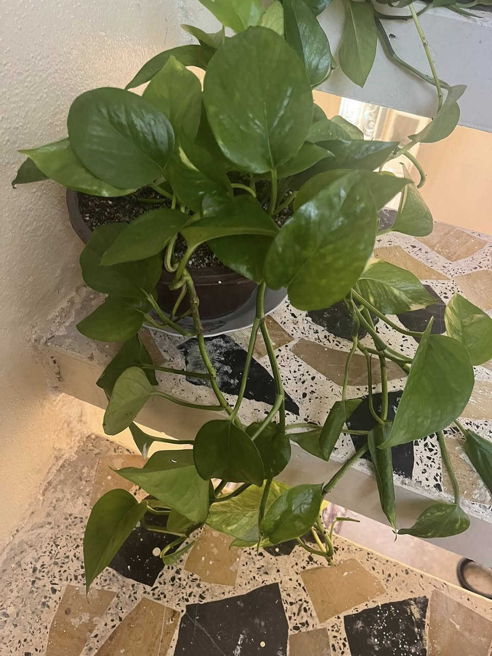 لبلاب طبقي متدلي 
لطلب والاستفسار مراسلة الصفحه يوجد خدمة توصيل خانقين


**إذا كنت صاحب هذا الإعلان وتريد حذفه لأي سبب، رجاءا أرسل رسالة إلى الدعم الفني**