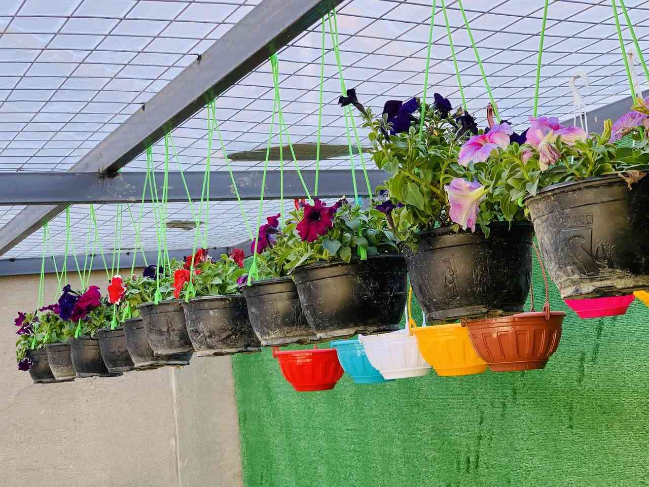 بتونيا تعليق متدلي 
#سعر #ب3500


**إذا كنت صاحب هذا الإعلان وتريد حذفه لأي سبب، رجاءا أرسل رسالة إلى الدعم الفني**