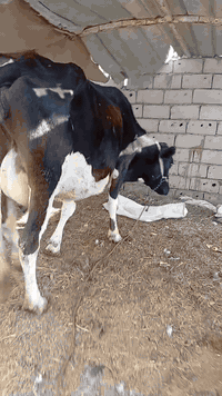 بقرة بلادية • حليب دسمة • بابل الشوملي