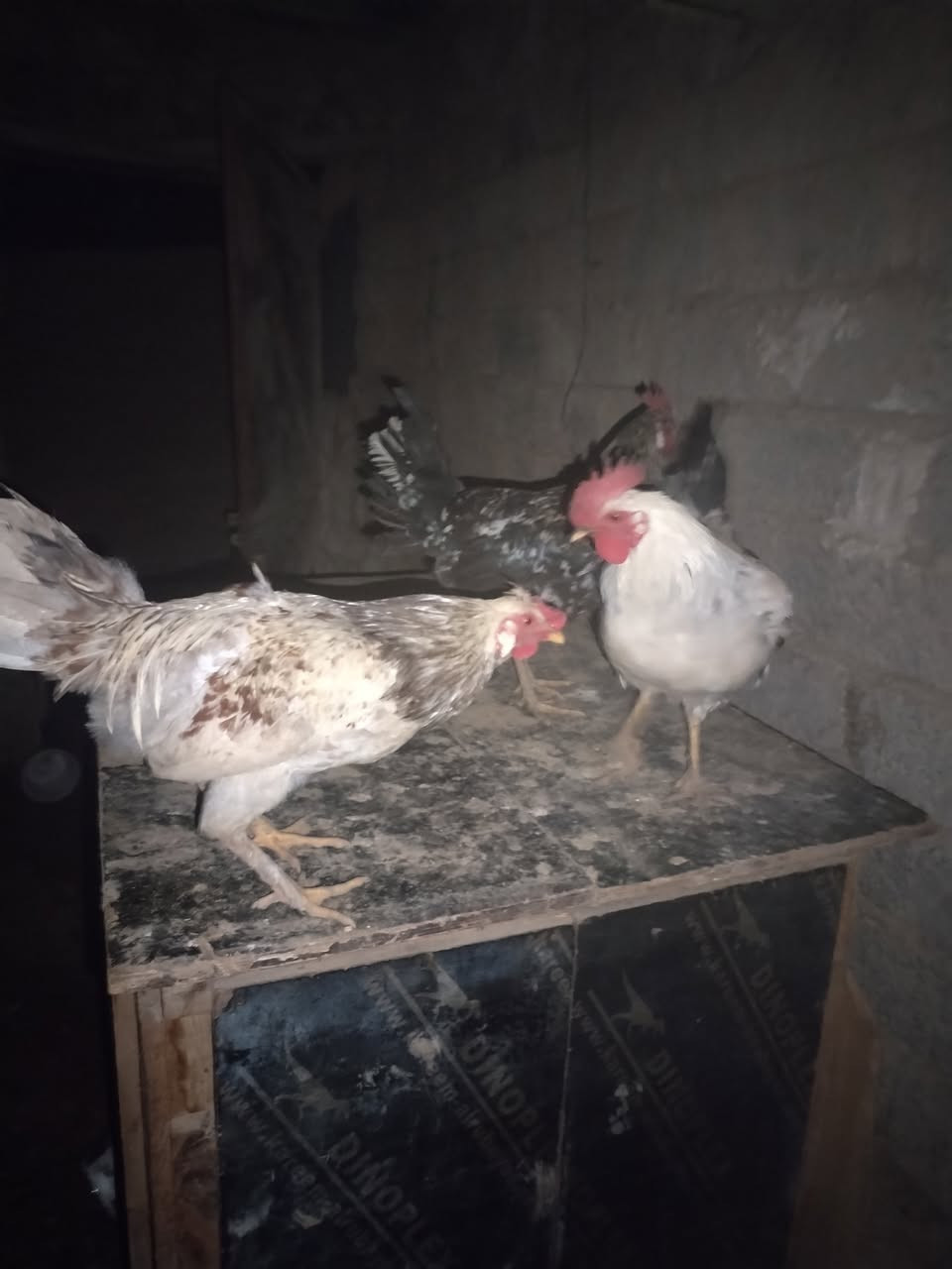 ديك اللبيع سعره خاص رقم ***********
