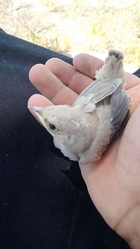 بلبل روسي • وحشي • صغير