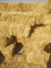 كبس • نظيف • واسط الدجيلي