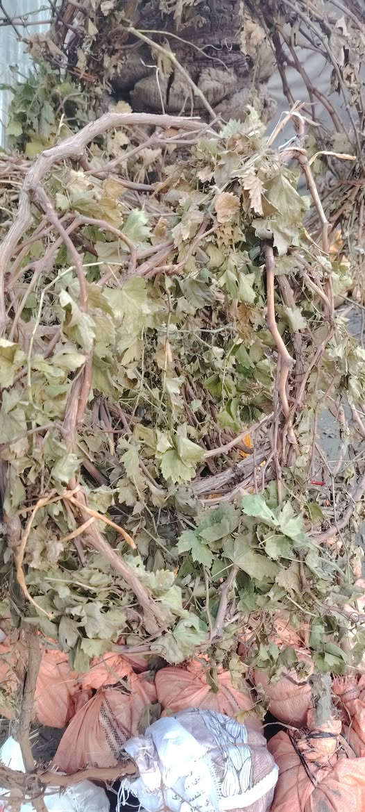 مشتل الربيع لبيع كافة انواع العنب الحلواني والكمالي ويضاآ انواع النخيل كافه الكبير العنوان بابل السياحي للاتصال والاستفسار ***********
