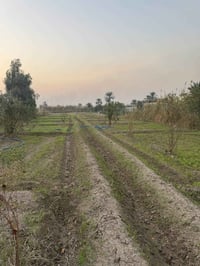 🌾دونم ملك صرف  جسرديالى التويثة📍   وجه ١٩نزال١٣٥📏 كامل خدمات ماء كهربا...