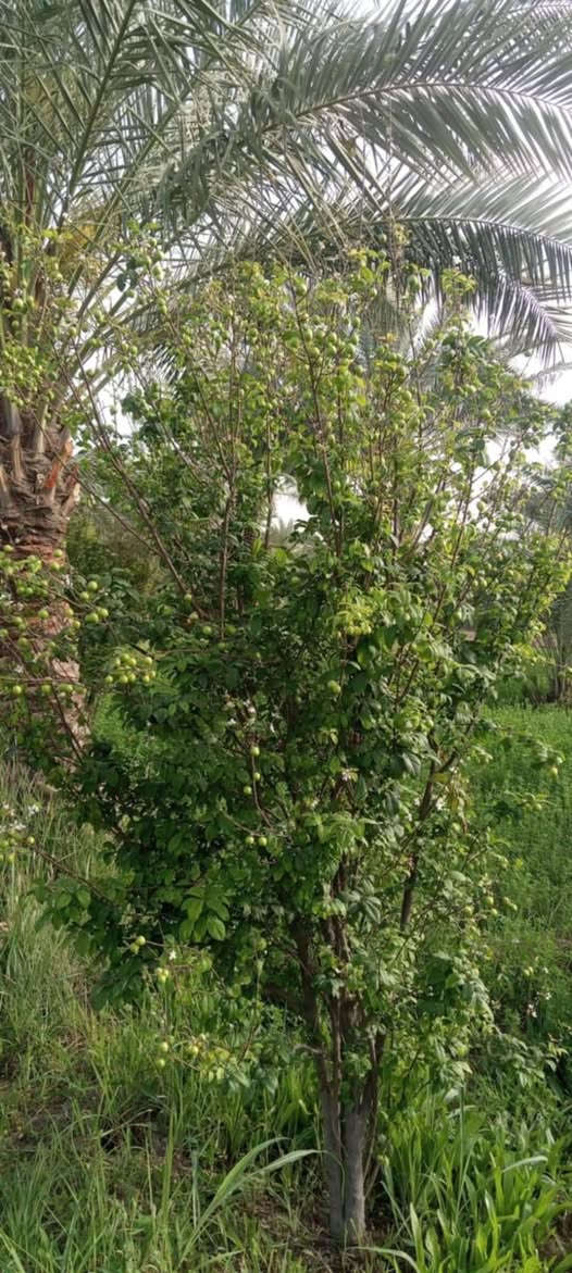 بستان للبيع...

المساحه الكليه دونمين ونص سند زراعي 25 يتحول بالطابو كافة الخدمات متوفره ماء نهر  وكهرباء قريبه ع شارع العام شارع السياحي تبعد 500 متر  تحتوي ع نخيل واشجار فواكه تين وعرموط وحمضيات تصلح سكن ونزهه ترفيهيه 

📍 الموقع حله سياحي قرية العتايج

للاتصال ***********
للاتصال ***********
