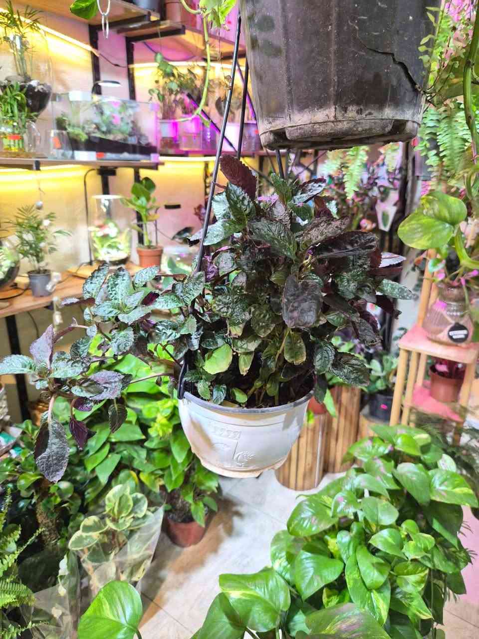 هدايا اعياد الميلاد
هدايا التخرج
ولكل مناسباتكم الجميلة ❤️
دوارق تيراريوم
نباتات ظلية
مستلزمات زراعية

متواجدين
كل يوم من 12 مساءا إلى 10 مساءا
 عدا الاثنين من 4 عصرا إلى 10 مساءا
نستقبلكم بكل حب في موقعنا الكائن في
البياع شارع الحمام ركن شارع 15

https://maps.app.goo.gl/4F2YsG1Yn4T263ZE7

للتواصل واتساب ***********
ومواقع التواصل الاجتماعي
