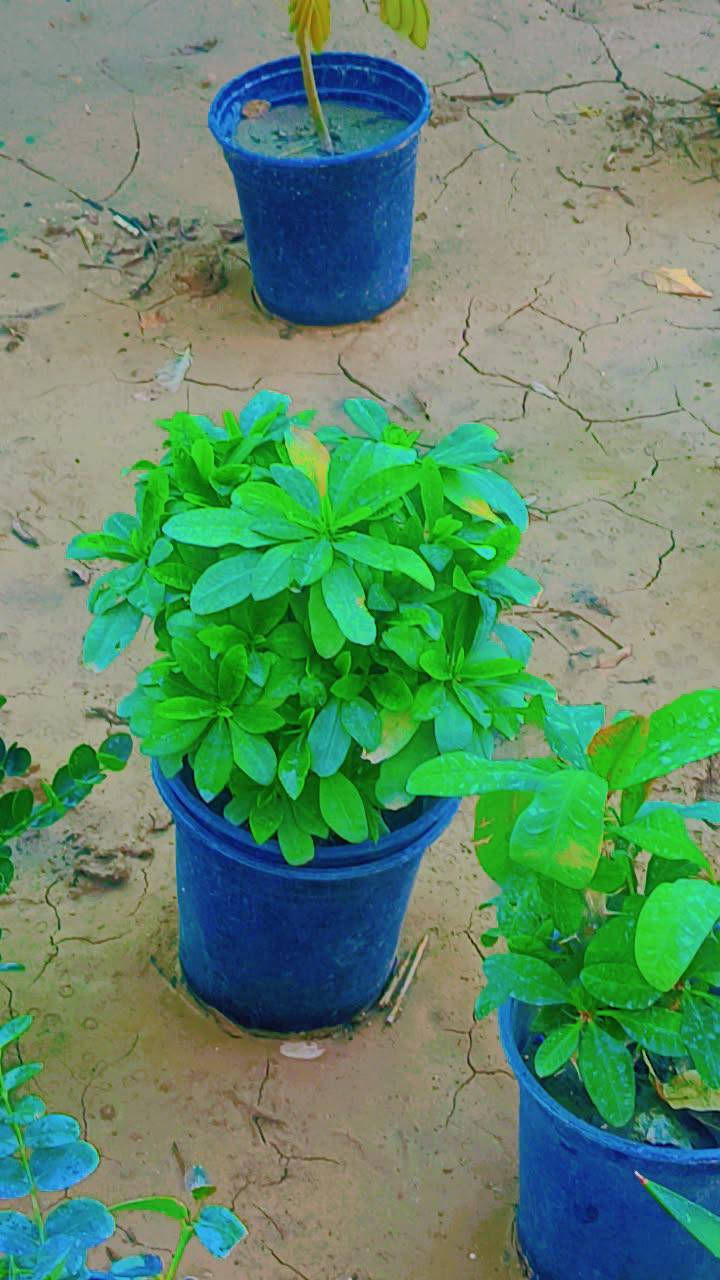 السلام عليكم ورد طبيعي توصيل موجود


**إذا كنت صاحب هذا الإعلان وتريد حذفه لأي سبب، رجاءا أرسل رسالة إلى الدعم الفني**