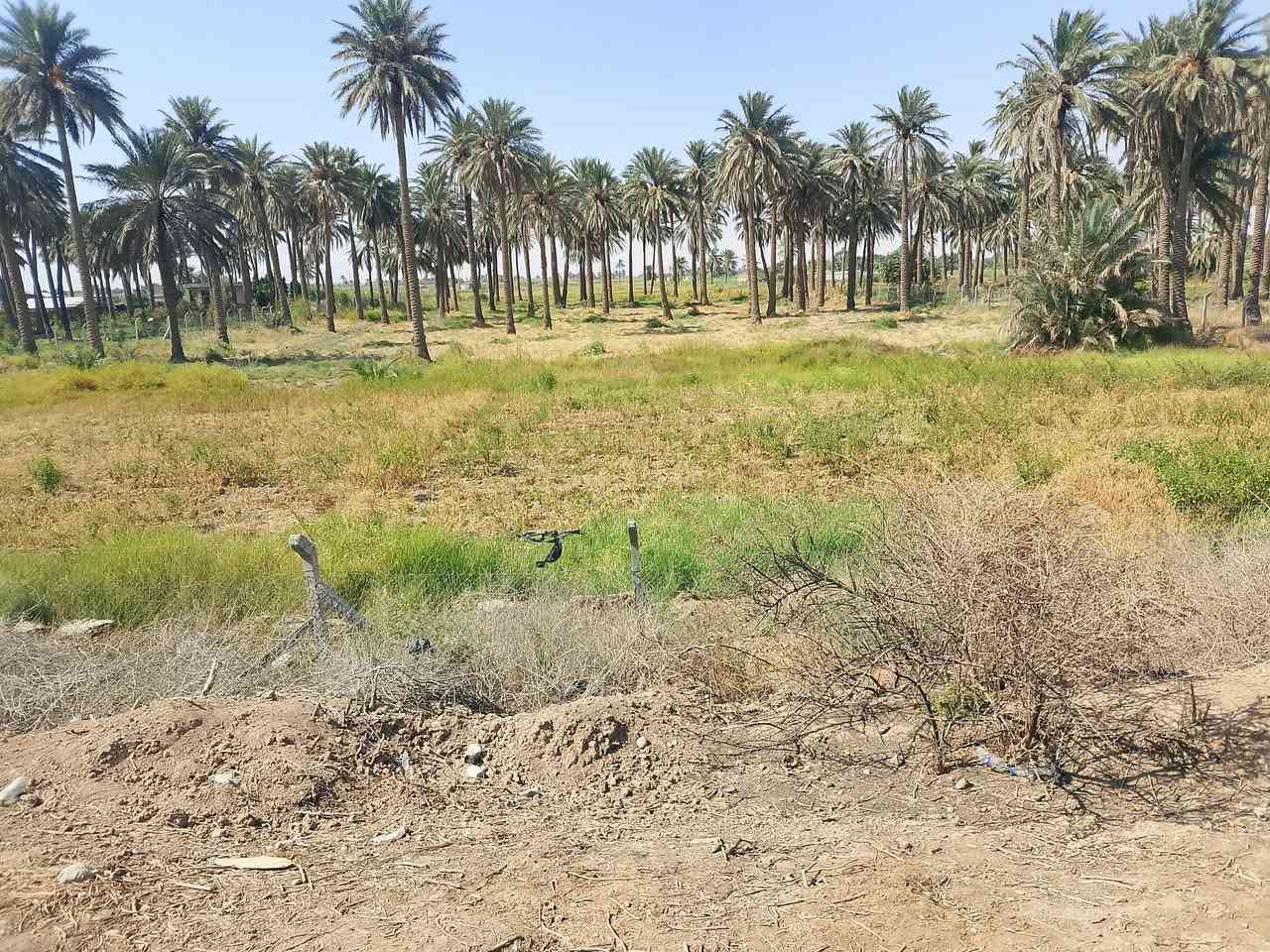 سلام عليكم يوجد أرض زراعيه البيع المساحة 5دونم العنوان كوت اليوسفيه للاستفسار  ***********
