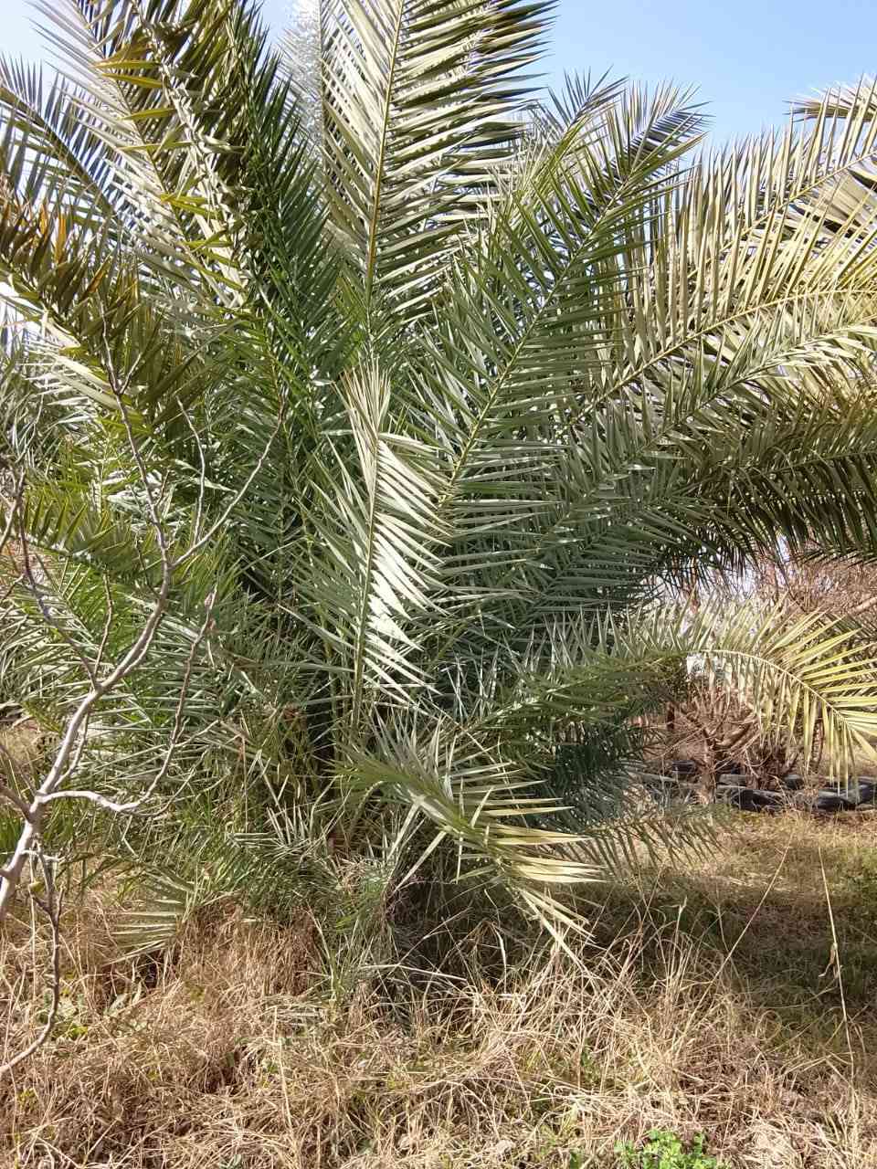 السلام علیکم ورحمة الله وبركاته
يوجد لدينا فسائل خستاوي درجه اولى اليريد يجي يشلع وياخذ في سبيل الله المكان الرمادي زنگوره


**إذا كنت صاحب هذا الإعلان وتريد حذفه لأي سبب، رجاءا أرسل رسالة إلى الدعم الفني**