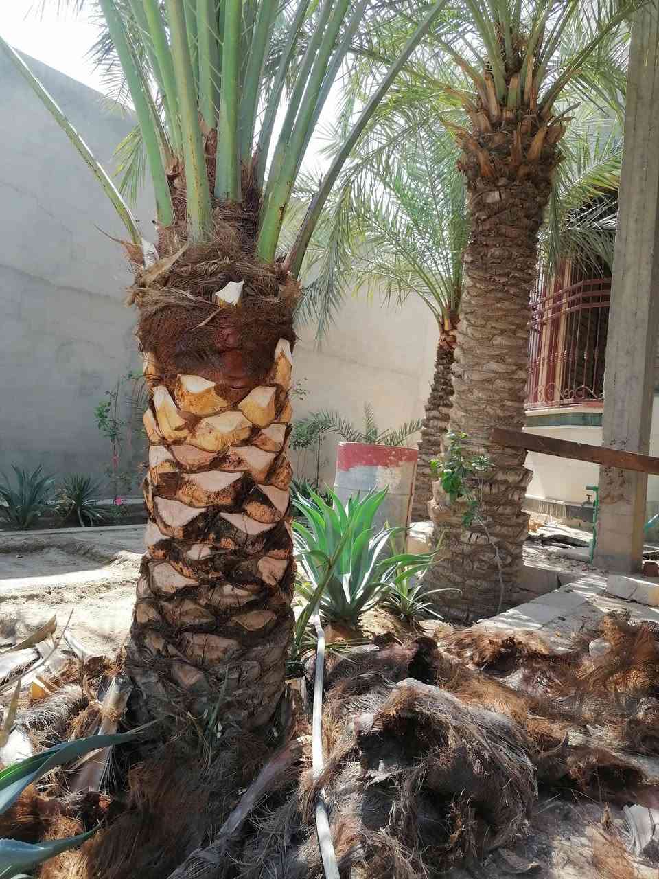 تكريب نخيل داخل سامراء 🌴
عندك، نخلة تريد، تكربها او تكافحها من،الحشرات والعنكبوت
وكذلك،نرش الحديقة مبيد حشرات ونخلصك من النمل وماشابه ذلك اتصل
***********
