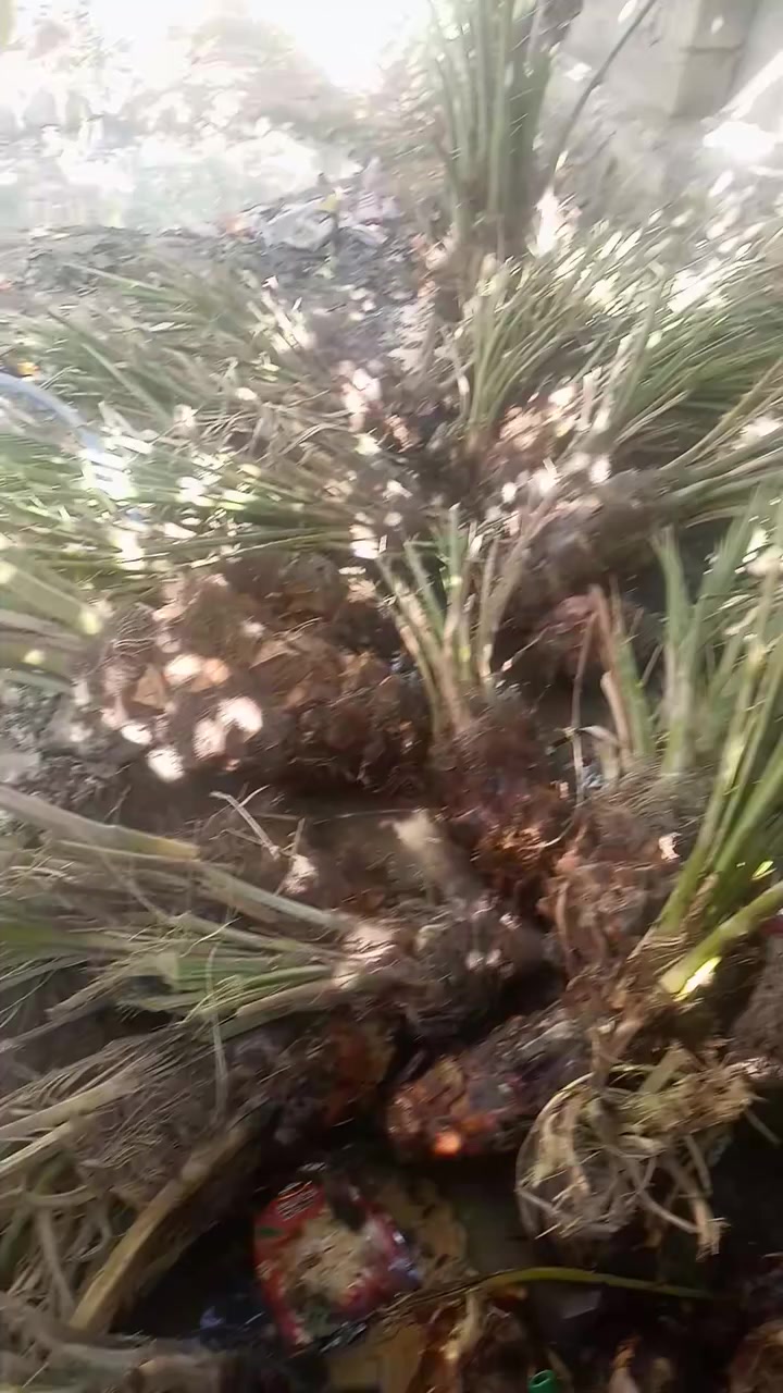 السلام عليكم يوجد لدينا فسائل نخيل لبيع أسعار مناسبة النوعيه شويثي +شكر لاستفسار اكثر الاتصال ع الرقم ***********
