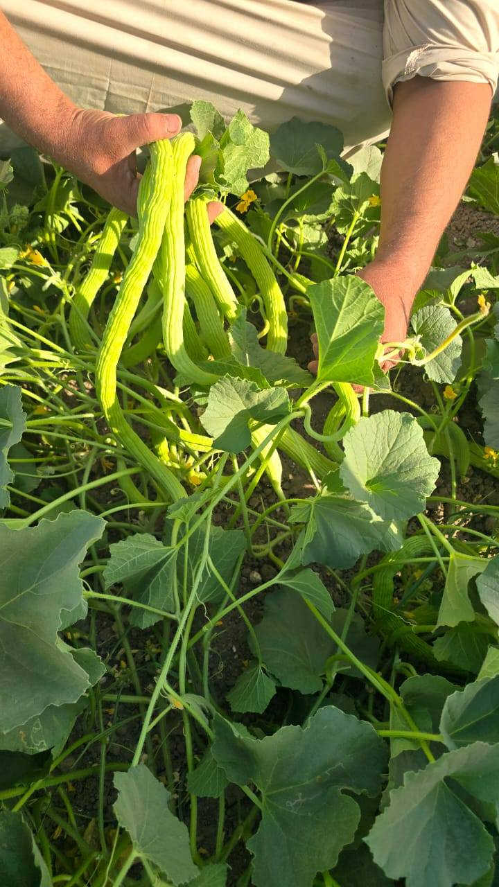 الهم صلي على محمد وآل محمد يوجد بذور خيار عطروزي درجة اولى للاستفسار الاتصال على ***********
