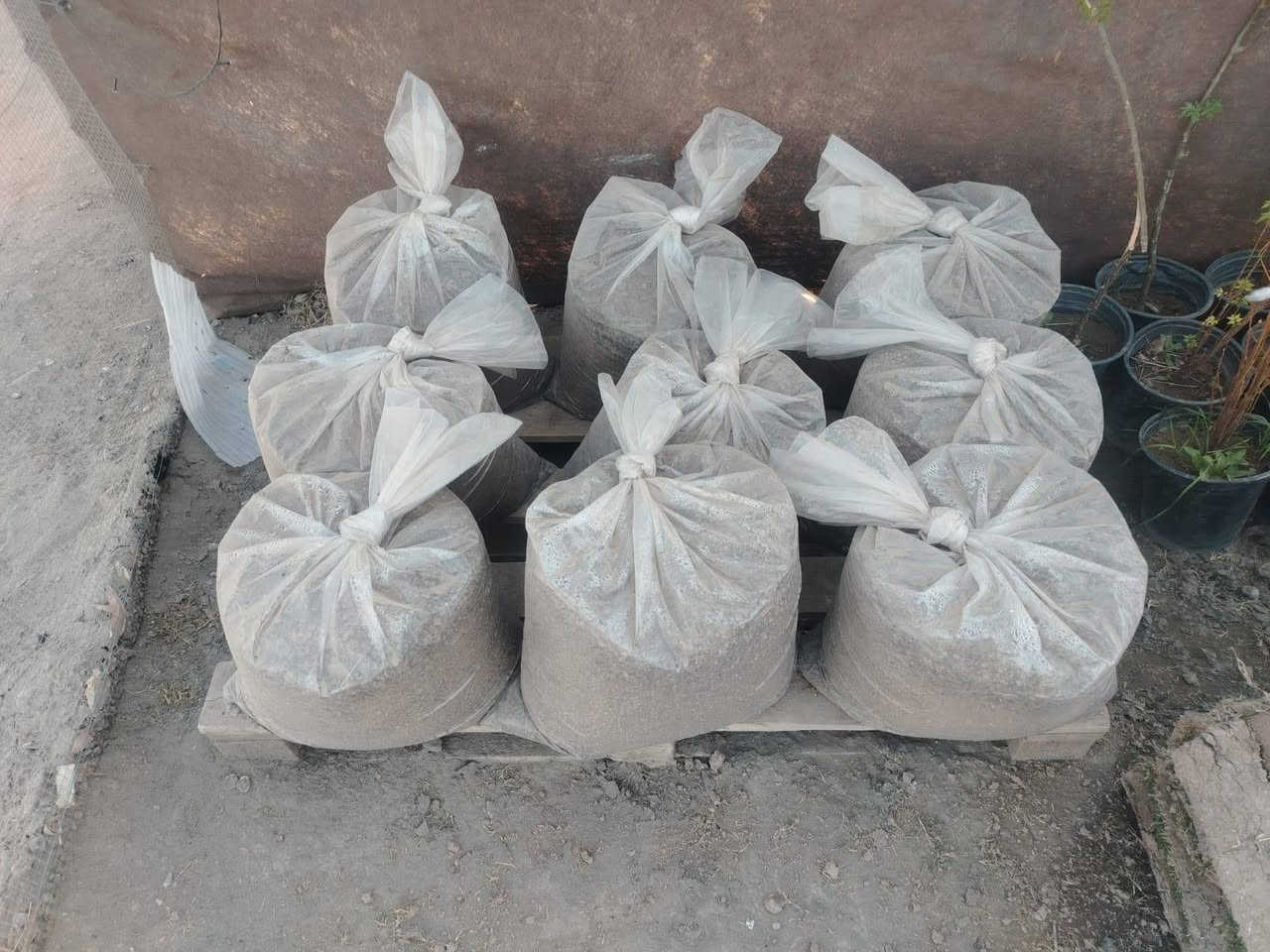 بسم الله الرحمن الرحيم وصلت الوجبه الجديده من النباتات والورود الموسمية والبتموس والسماد الحيواني والحمضايات والعرموط والمشمش والكوجه بنوعيه رقم الحجز *********** ويتوفر توصيل ايضا نورونا في مفرق السده مجاور المستوصف البيطري
