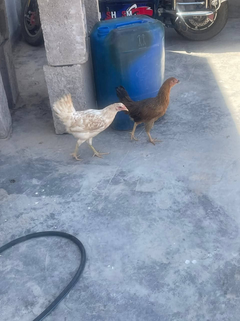 دجاج عرب مال بيت سعر زوج 23 جماعت 20لحد يتعب روحة  14طير 6ديوكه والبقيه دجاج عمرهن 3شهر ونص


**إذا كنت صاحب هذا الإعلان وتريد حذفه لأي سبب، رجاءا أرسل رسالة إلى الدعم الفني**