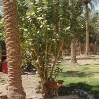 ٧٠٠م • شقه ثانيه • بستان