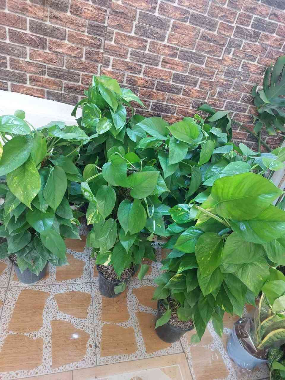 نباتات طبيعية للبيع هولنديه يوجد توصيل جميع محافظات العراق كركوك, العراق


**إذا كنت صاحب هذا الإعلان وتريد حذفه لأي سبب، رجاءا أرسل رسالة إلى الدعم الفني**