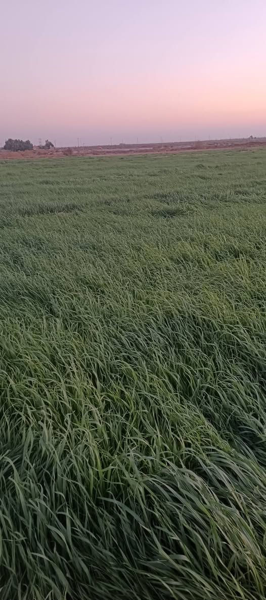 سلام عليكم  لواح زرع للبيع لمايشتري لا يعامل رقم ابو لكاع ‏‪+9647817907576‬‏


**إذا كنت صاحب هذا الإعلان وتريد حذفه لأي سبب، رجاءا أرسل رسالة إلى الدعم الفني**